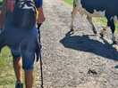Meeting the cows on our way back from walking into the local village of clapham.