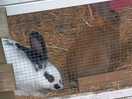 Friendly bunnies to pet