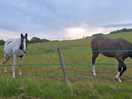 Horses!