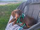 Happy wilbur taking in the sea air