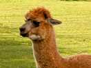 Alapca