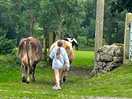 Escorting the cows to the fields after milking
