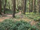 Woodland walk around the site