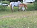 Pony and foal