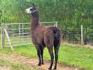 Llama