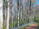 Woodland walk