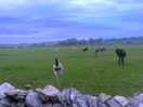 On the farm