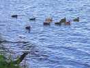 Sducks wimm with the ducks