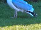 Even the seaguls where handsome.....