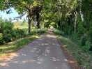 An avenue of trees