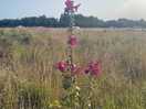Wild flower