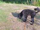 Dog loving it