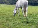 Horses on next field