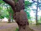 The trees were beautiful some really old and distinguished looking ones