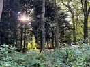 The beautiful woods