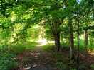 Great forest dog walk