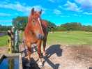 Beautiful horses