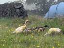 Ducks on site