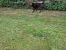 Whispa in dog field 💙