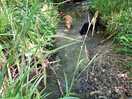 Stream close by