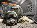 Chilled dog friendly site