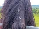 Cool camp emo horse.