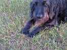 Dog is happy