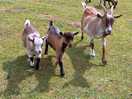 More goats