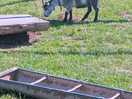 Goats on site