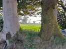 Looking through the trees