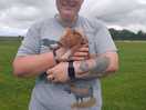 Brand new piglets for the farm