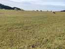 Sea view across a sheep field