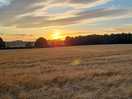 Sunset in the barley field next door ❤️