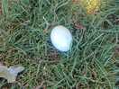The duck egg