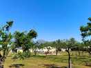 The fruit trees on site