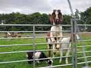 Petting farm
