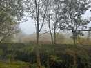 Misty morning beauty
