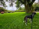 My dog enjoying the grounds