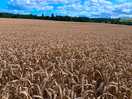 Wheat field