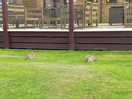 Bunny rabbits everywhere