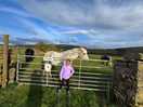 Horses