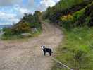 Doggie adventures
