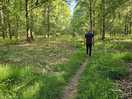 Woodland walk on site