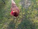 Friendly chicken wandering around 🥰