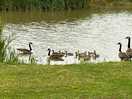 Watching the geese