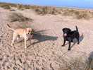 Dog friendly beach, so clean well done dog owners