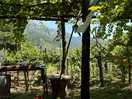 View of the mountain and vineyard