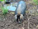 Piggy resident