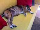 Tiggy worn out after a long walk around the fields