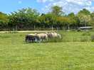 Local neighbours